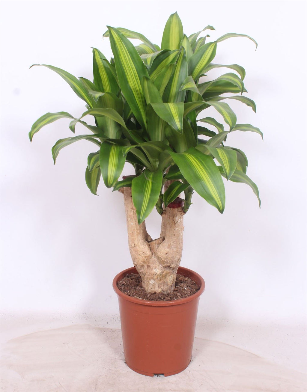 Dracaena fragrans 'Massangeana' (pot 27 cm, 120 cm)