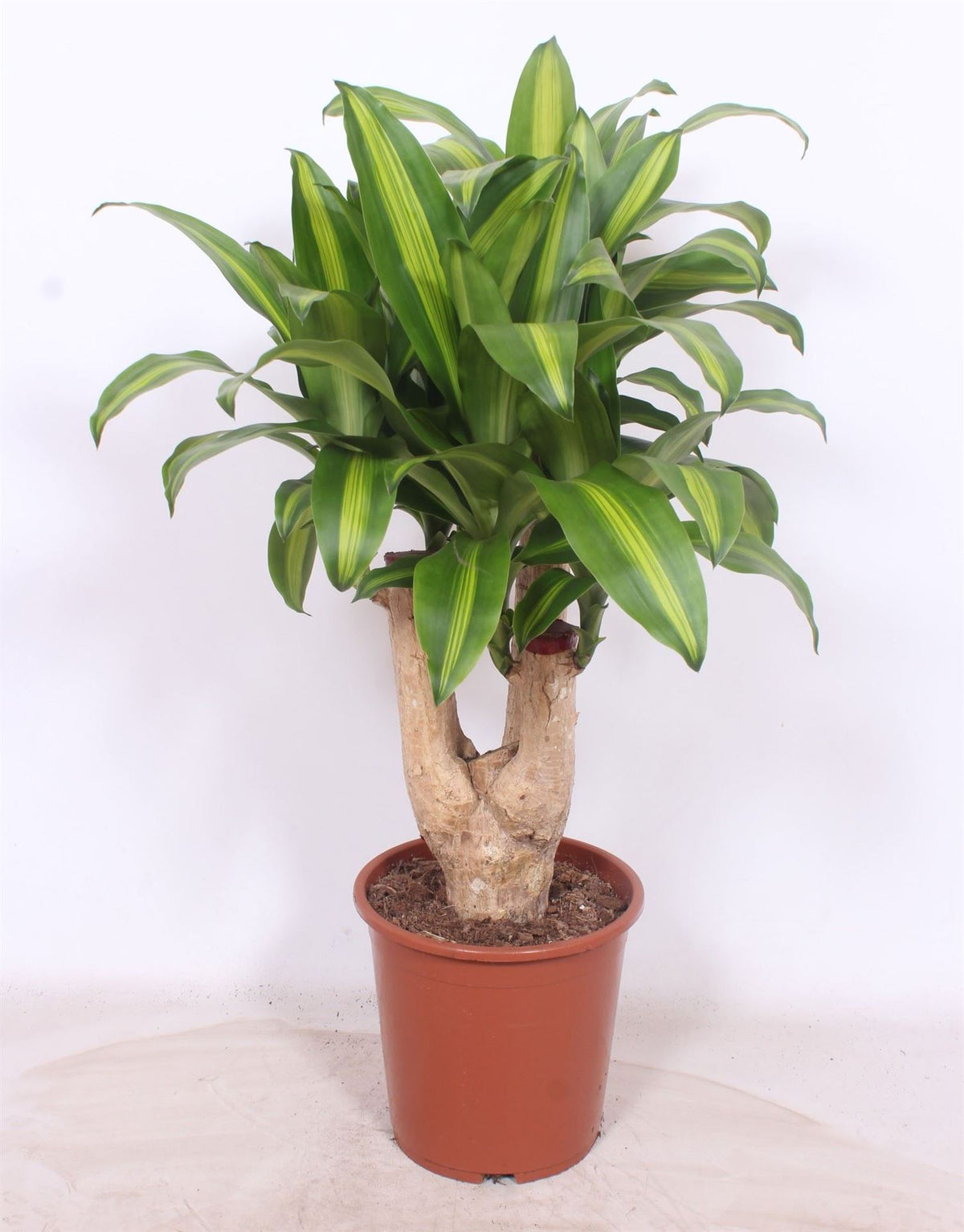 Dracaena fragrans 'Massangeana' (pot 27 cm, 120 cm)