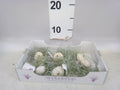 Tillandsia-arrangement 'Jellyfish' smal wit (pot 4 cm, 7 cm)
