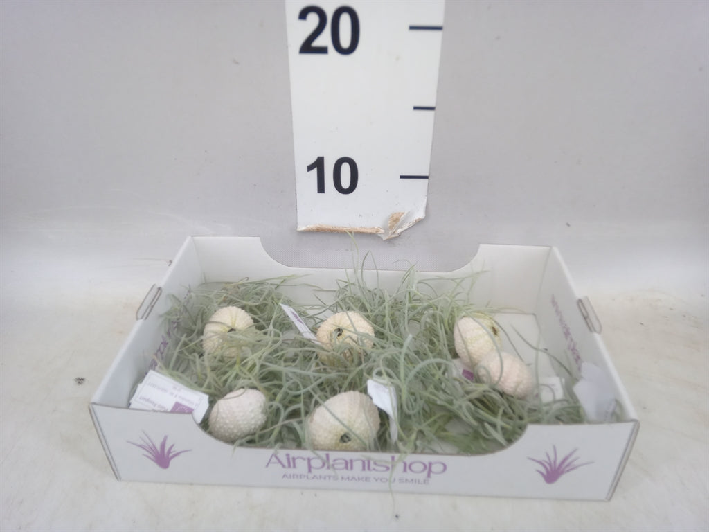 Tillandsia-arrangement 'Jellyfish' smal wit (pot 4 cm, 7 cm)