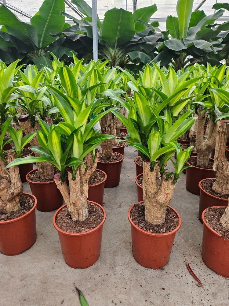 Dracaena fragrans 'Massangeana' (pot 27 cm, 120 cm)