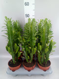 Euphorbia trigona (pot 12 cm, 30 cm)