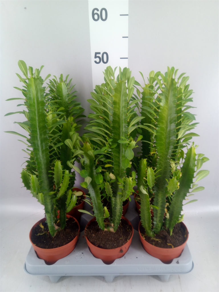 Euphorbia trigona (pot 12 cm, 30 cm)