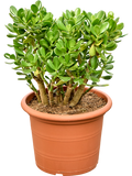 Crassula ovata in pot op warme, neutrale studioachtergrond
