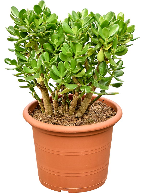 Crassula ovata in pot op warme, neutrale studioachtergrond