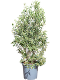 Olea europaea struik in pot op warme, neutrale studioachtergrond