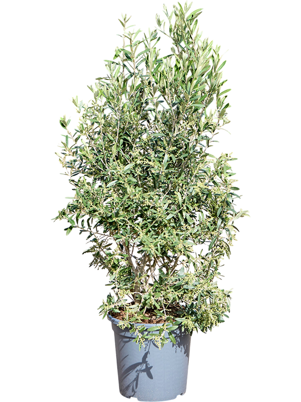 Olea europaea struik in pot op warme, neutrale studioachtergrond