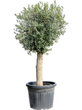 Olea europaea op stam in pot op warme, neutrale studioachtergrond