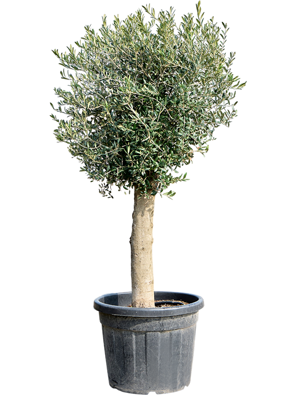 Olea europaea op stam in pot op warme, neutrale studioachtergrond