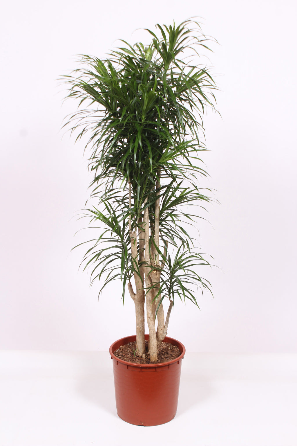 Dracaena reflexa 'Anita' (pot 34 cm, 150 cm)