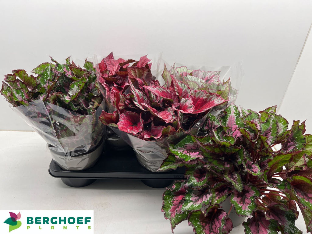 Begonia rex 'Beleaf' mix (pot 17 cm, 33 cm)