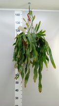 Lepismium houlletianum 'Forma Regnelli' (pot 21 cm, 40 cm)