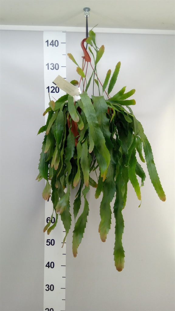 Lepismium houlletianum 'Forma Regnelli' (pot 21 cm, 40 cm)