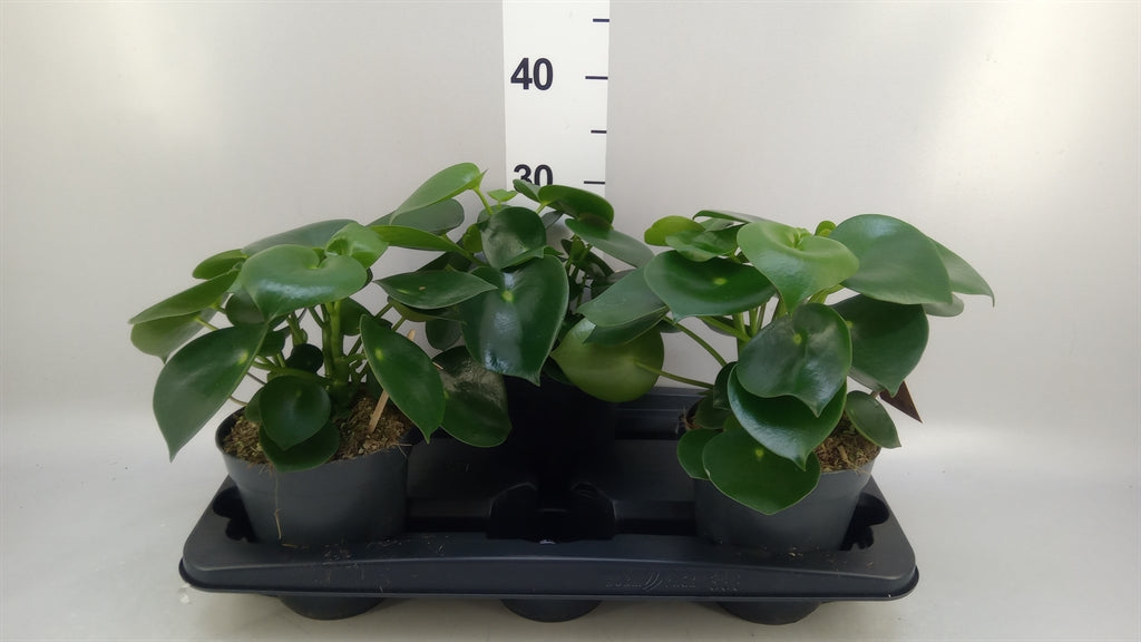 Peperomia polybotrya 'Raindrop' (pot 15 cm, 25 cm)