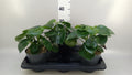 Peperomia polybotrya 'Raindrop' (pot 15 cm, 25 cm)