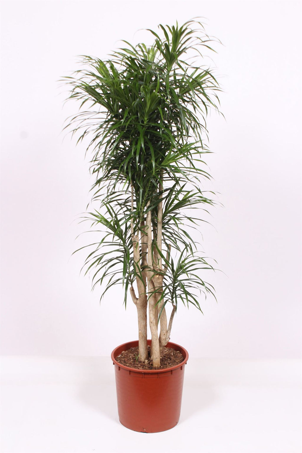 Dracaena reflexa 'Anita' (pot 34 cm, 150 cm)