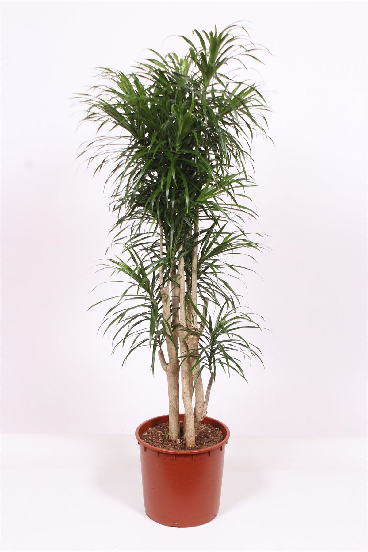 Dracaena reflexa 'Anita' (pot 34 cm, 150 cm)