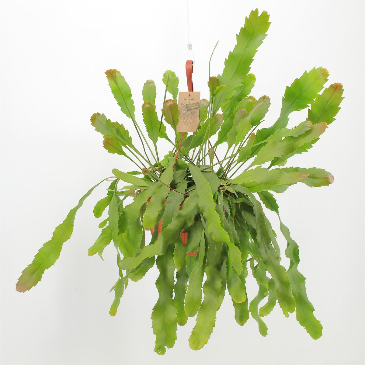 Lepismium houlletianum 'Forma Regnelli' (pot 21 cm, 40 cm)