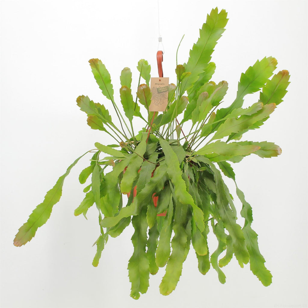Lepismium houlletianum 'Forma Regnelli' (pot 21 cm, 40 cm)