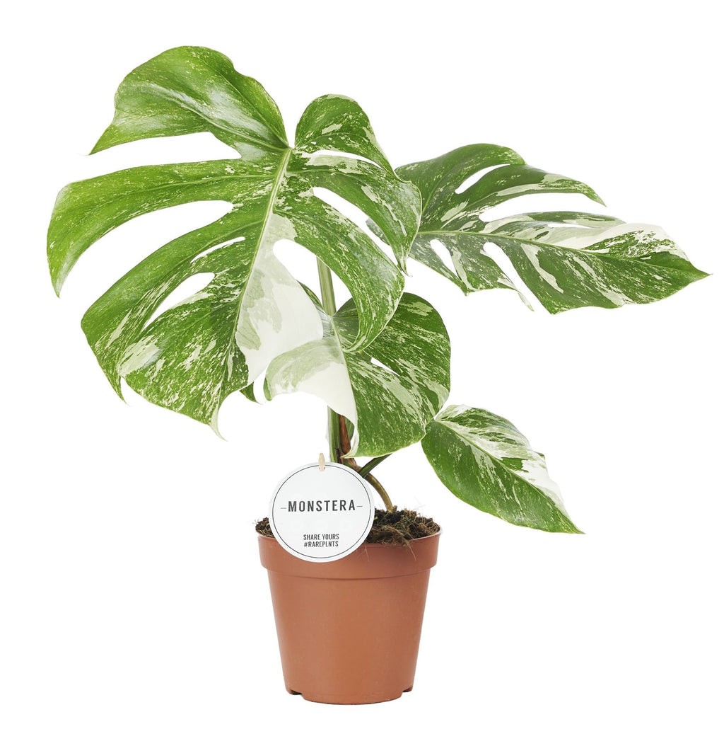Monstera deliciosa 'Variegata' (pot 15 cm, 50 cm)