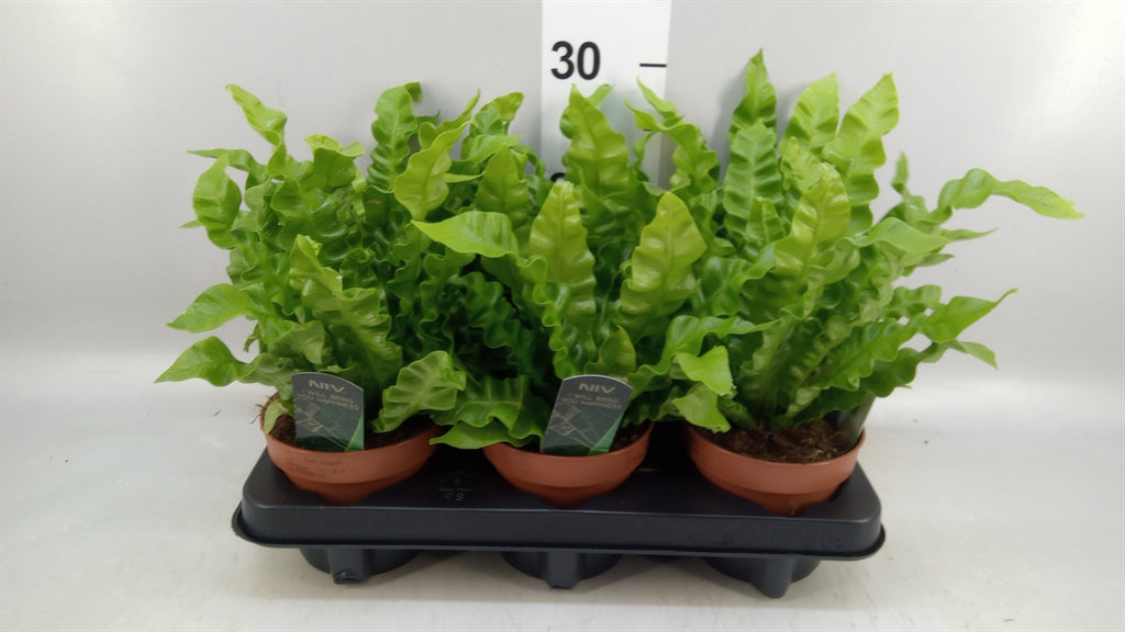 Asplenium nidus 'Crispy Wave' (pot 12 cm, 25 cm)