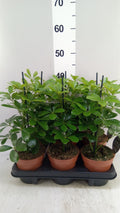 Schefflera arboricola 'Nora' (pot 13 cm, 45 cm)