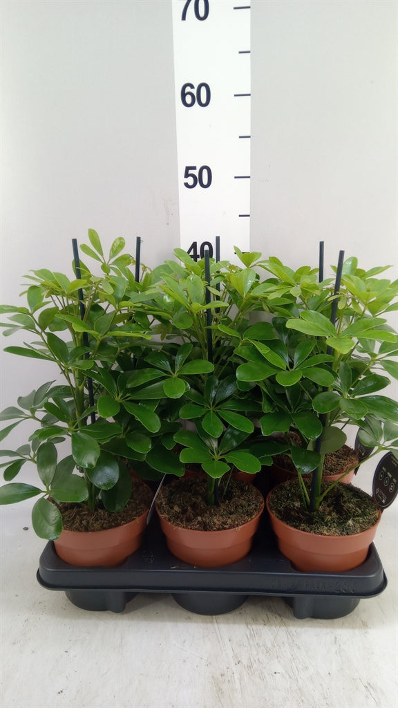 Schefflera arboricola 'Nora' (pot 13 cm, 45 cm)