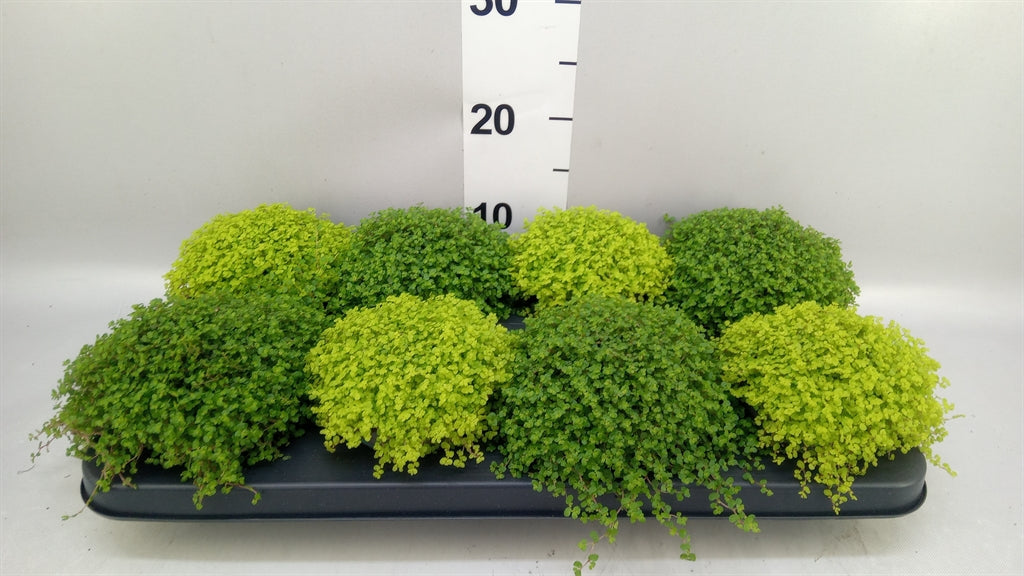 Soleirolia soleirolii mix (pot 11 cm, 14 cm)