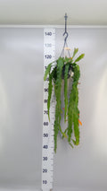 Epiphyllum 'Massimo' (hangpot, met knop) — pot 14 cm, 30 cm