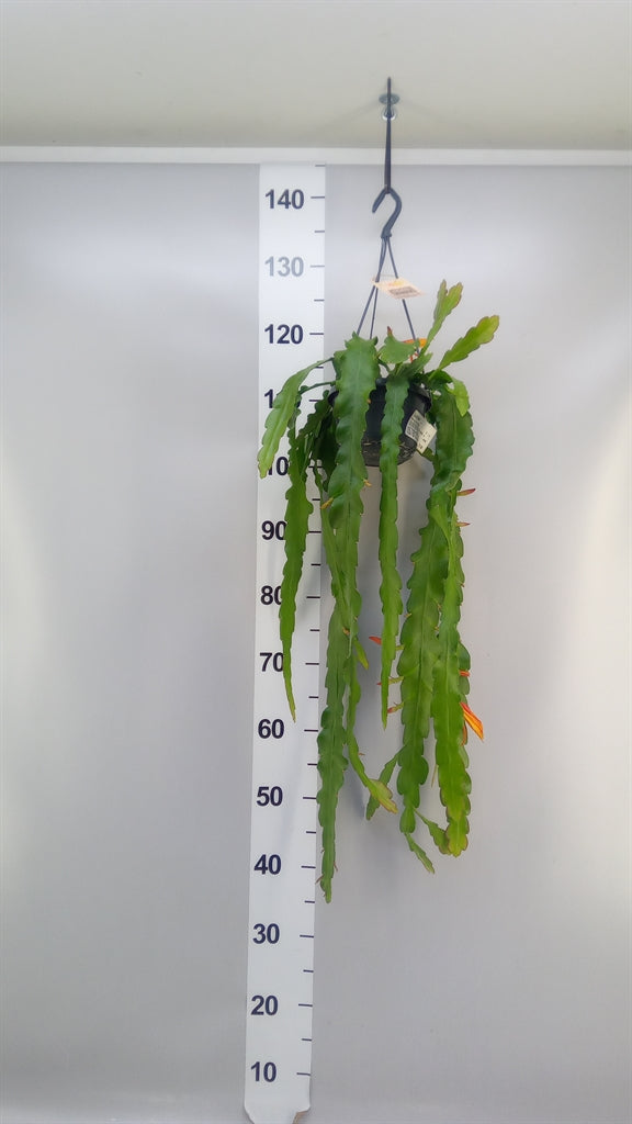 Epiphyllum 'Massimo' (hangpot, met knop) — pot 14 cm, 30 cm