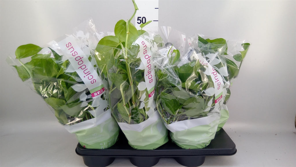 Epipremnum 'Marble Green' (hang, teruggeknipt) (pot 15 cm, 45 cm)