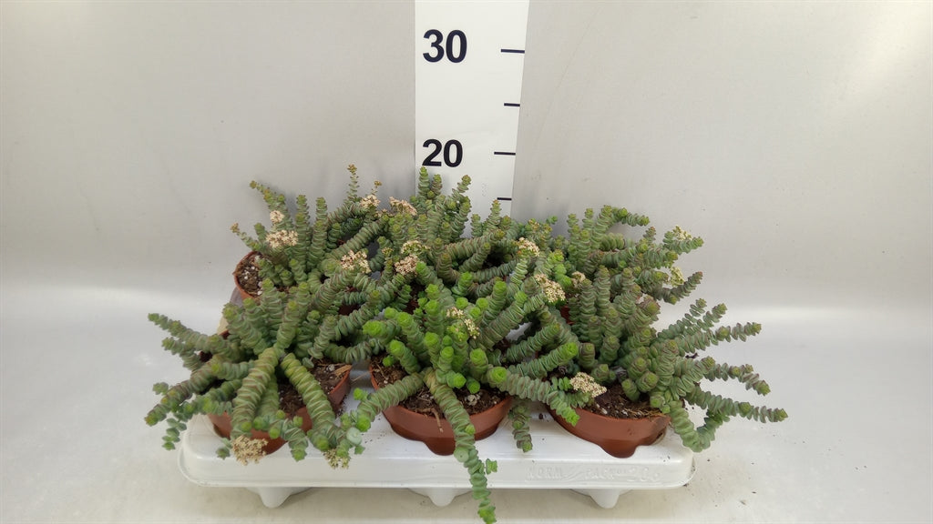 Crassula marnieriana 'Hottentot' (pot 12 cm, 20 cm)