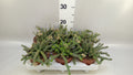 Crassula marnieriana 'Hottentot' (pot 12 cm, 20 cm)
