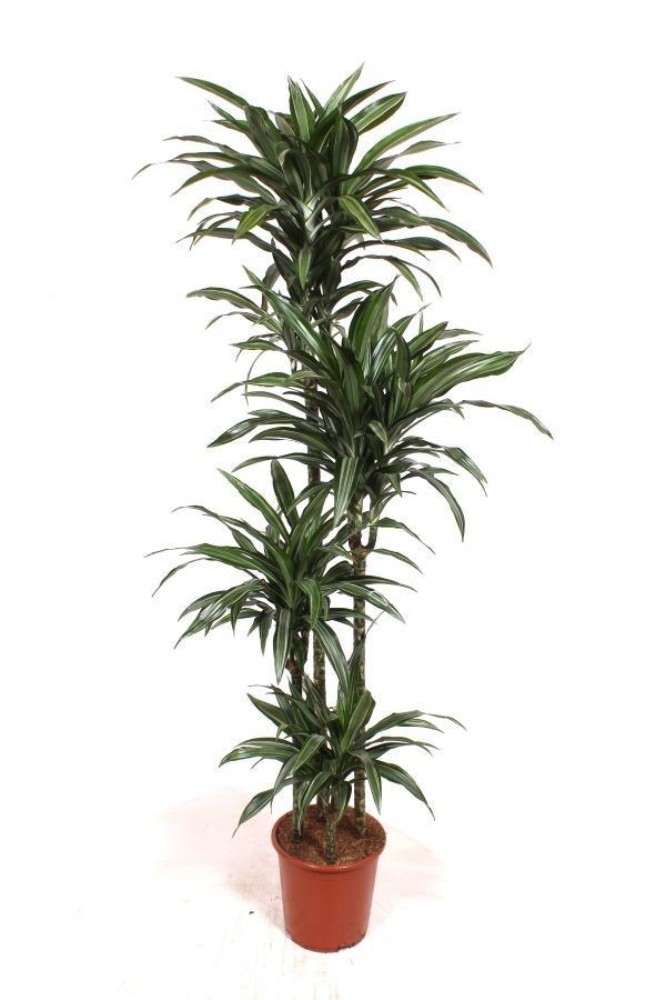 Dracaena fragrans 'Ulises' (120-90-60-30) (pot 27 cm, 200 cm)