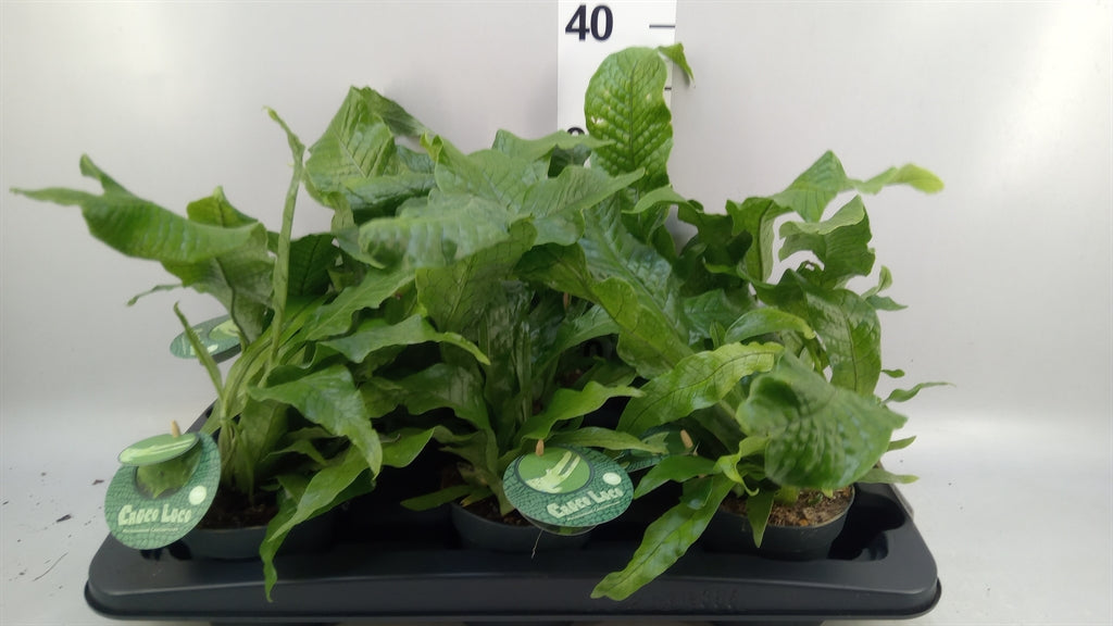 Microsorum musifolium 'Crocodyllus' (pot 12 cm, 40 cm)