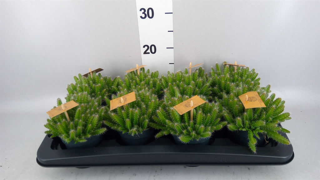 Hylocereus undatus (pot 10 cm, 15 cm)