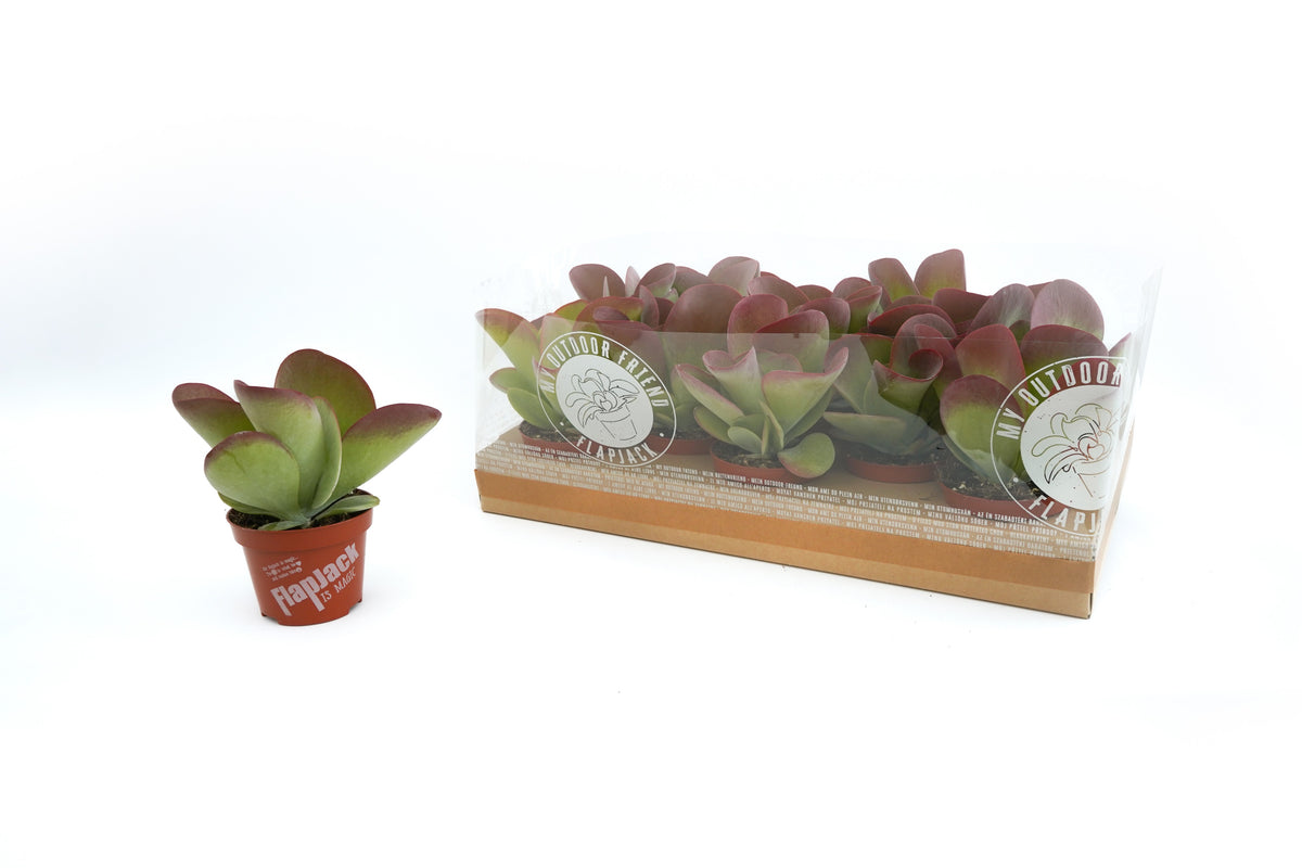 Kalanchoe thyrsiflora 'Flapjack' (pot 10 cm, 22 cm)