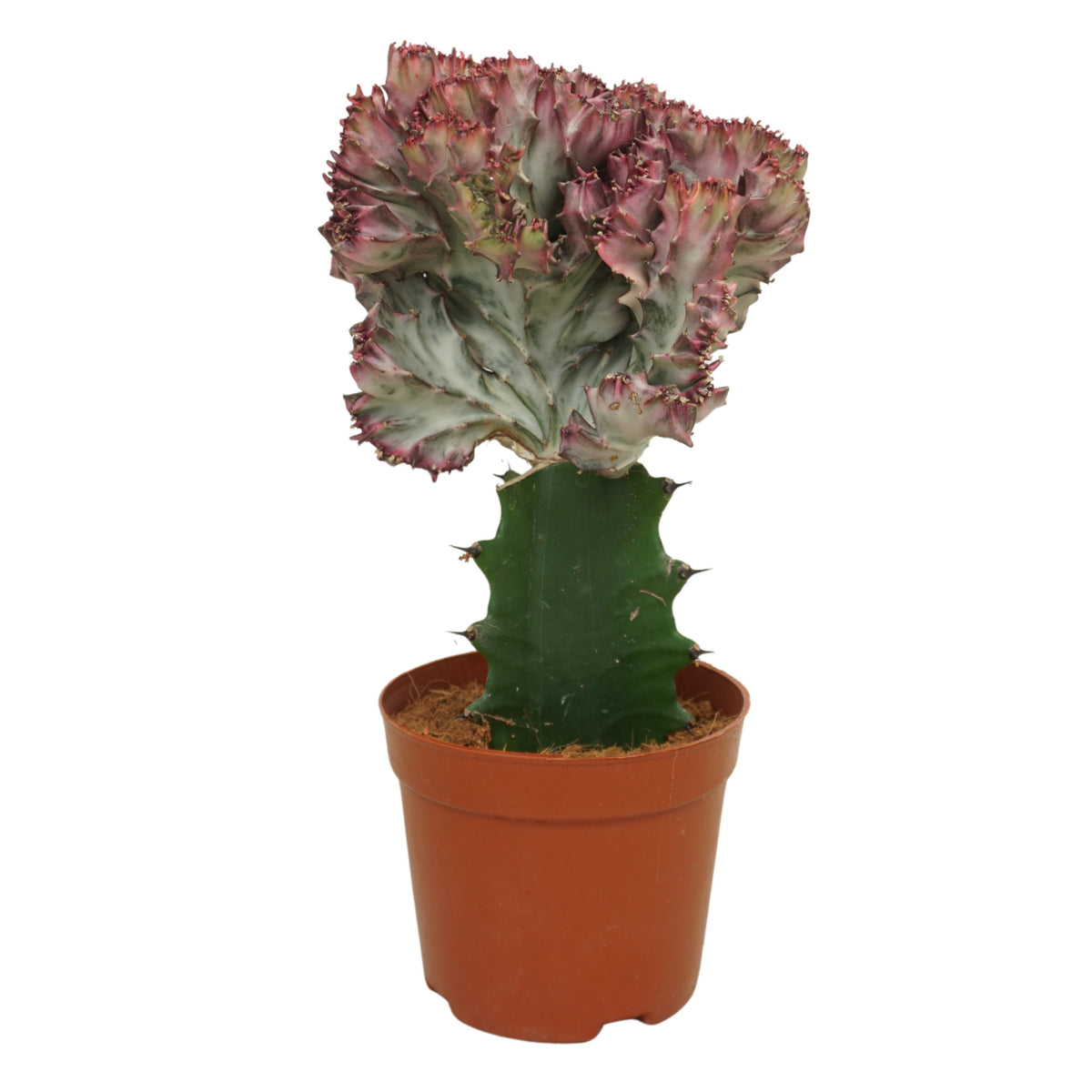 Euphorbia lactea (pot 10 cm, 22 cm)
