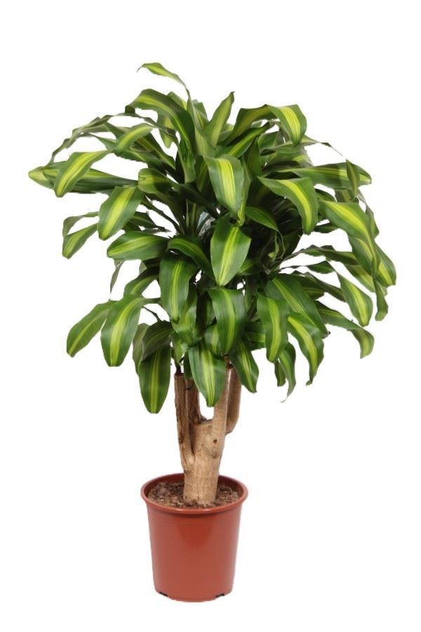 Dracaena fragrans 'Massangeana' (pot 27 cm, 120 cm)