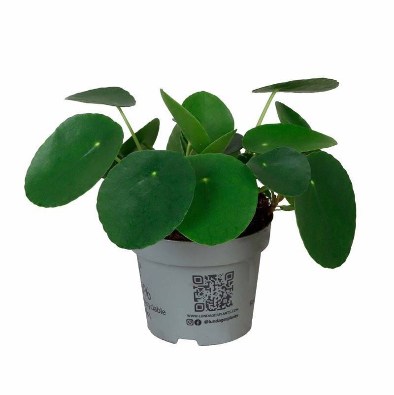 Pilea peperomioides (pot 12 cm, 25 cm)