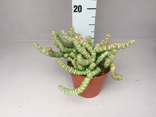 Crassula marnieriana 'Hottentot' (pot 12 cm, 20 cm)