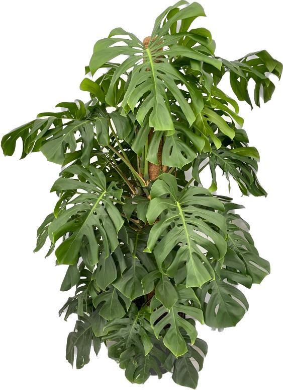 Monstera pertusum (mosstok) — pot 38 cm, 180 cm
