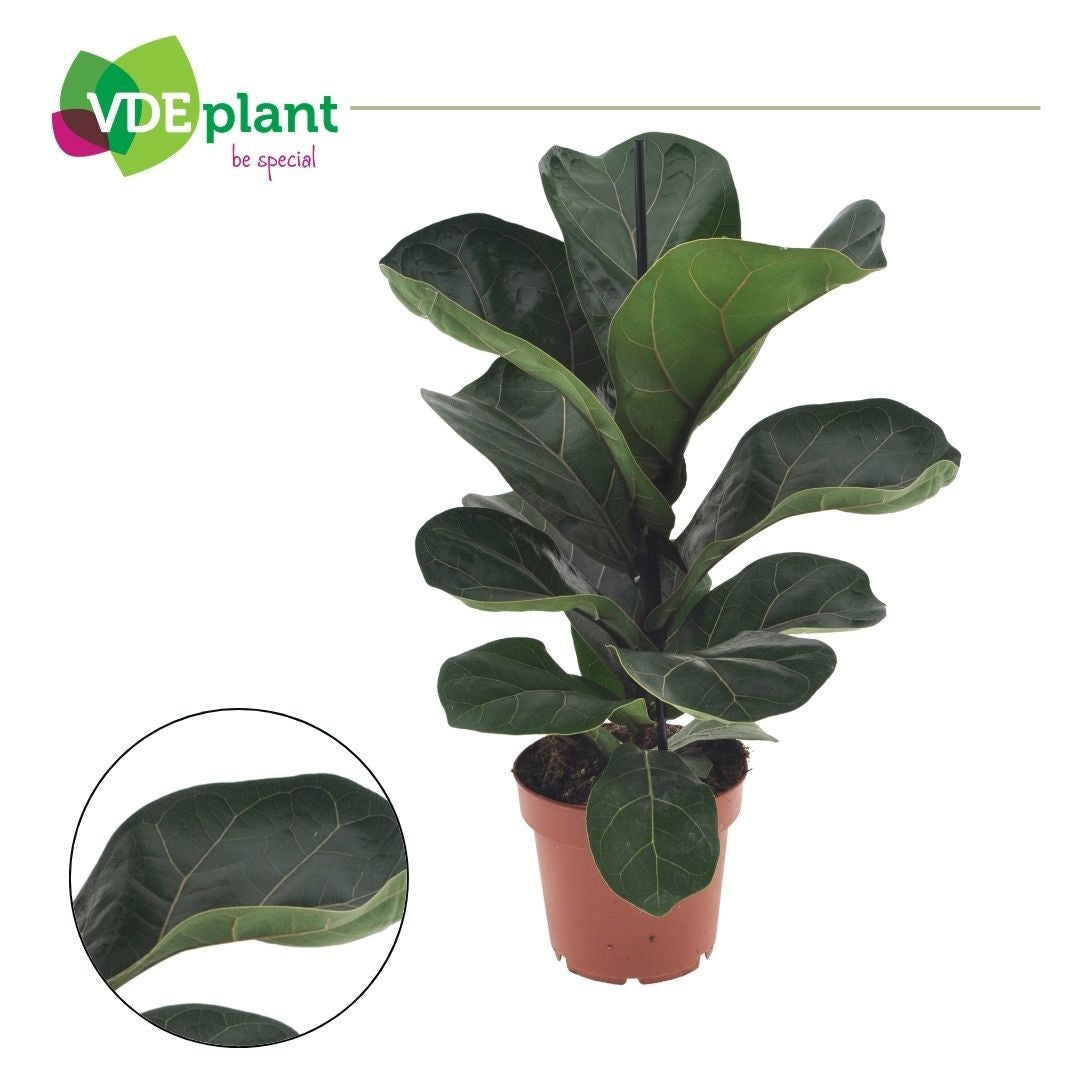 Ficus lyrata 'Bambino' (pot 12 cm, 45 cm)