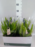 Epiphyllum anguliger (hangpot) — pot 14 cm, 35 cm