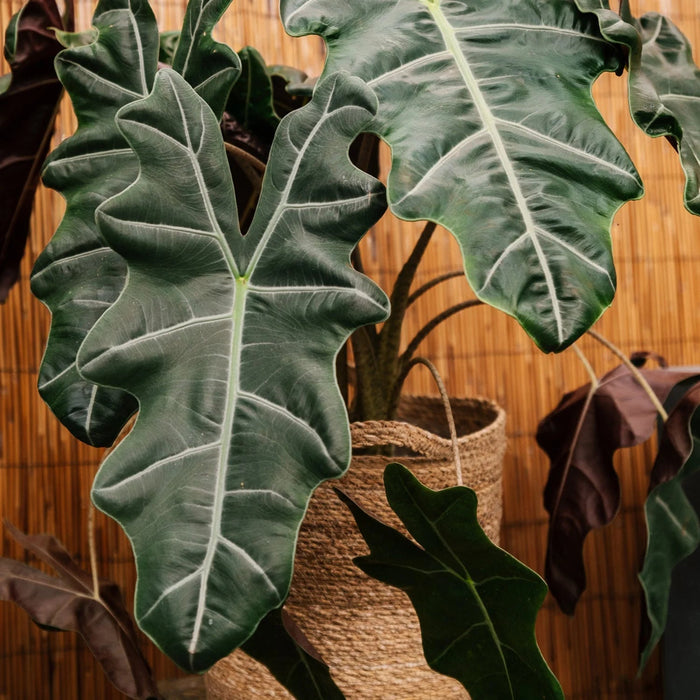 Alocasia Blend - 2,5 Liter - Soil Ninja-Stera