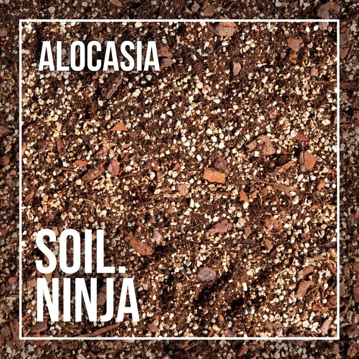 Alocasia Blend - 2,5 Liter - Soil Ninja-Stera