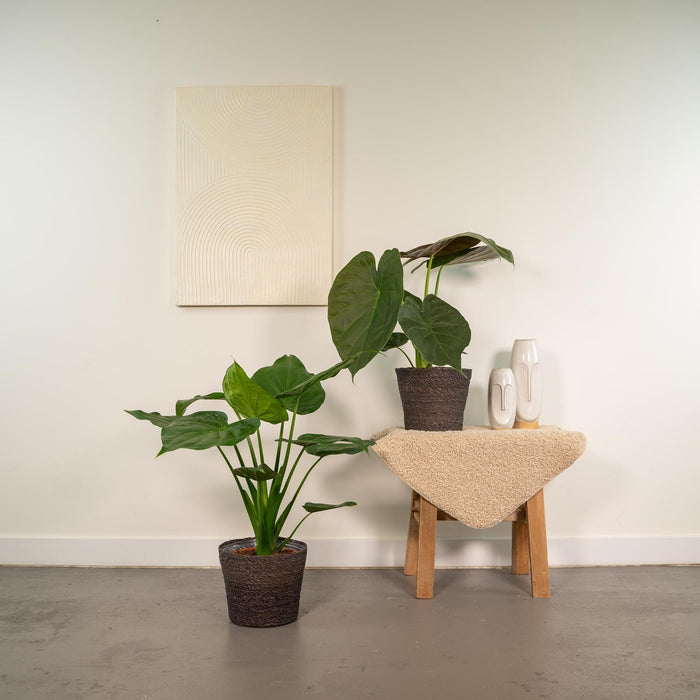 Alocasia Cucullata - ↨60cm - Ø19cm + Alocasia Wentii - ↨60cm - Ø19cm-Stera