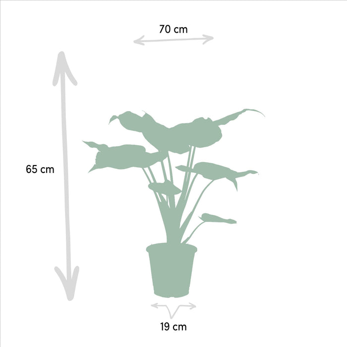 Alocasia Cucullata - ↨60cm - Ø19cm + Alocasia Wentii - ↨60cm - Ø19cm-Stera