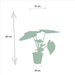 Alocasia Cucullata - ↨60cm - Ø19cm + Alocasia Wentii - ↨60cm - Ø19cm-Stera