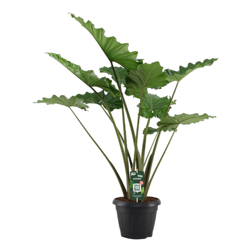 Alocasia Portodora - 140 cm - Ø34cm-Stera